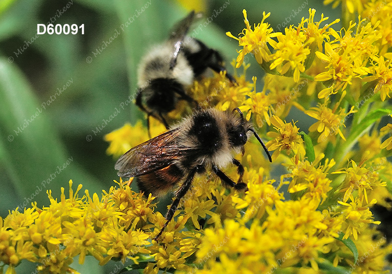 Tricolored Bumble Bee (Bombus ternaries)